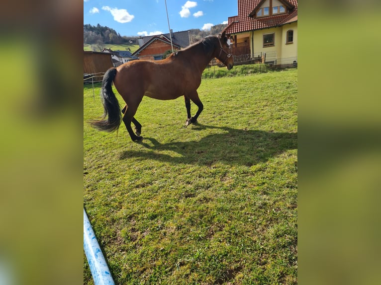 Andalusiër Mix Merrie 8 Jaar 160 cm Roodbruin in Altenbuch