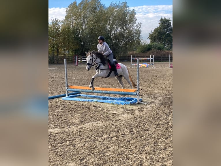 Andalusiër Mix Merrie 9 Jaar 153 cm Pearl in Kootwijkerbroek