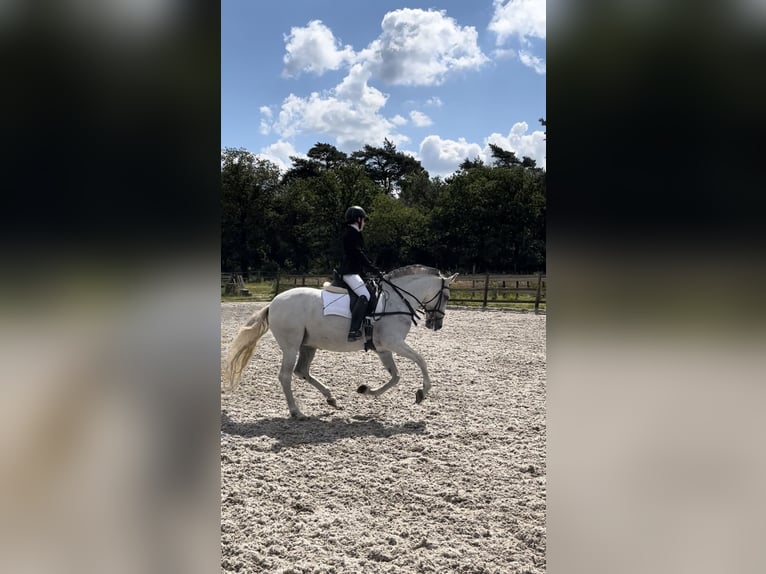 Andalusiër Mix Merrie 9 Jaar 153 cm Pearl in Kootwijkerbroek