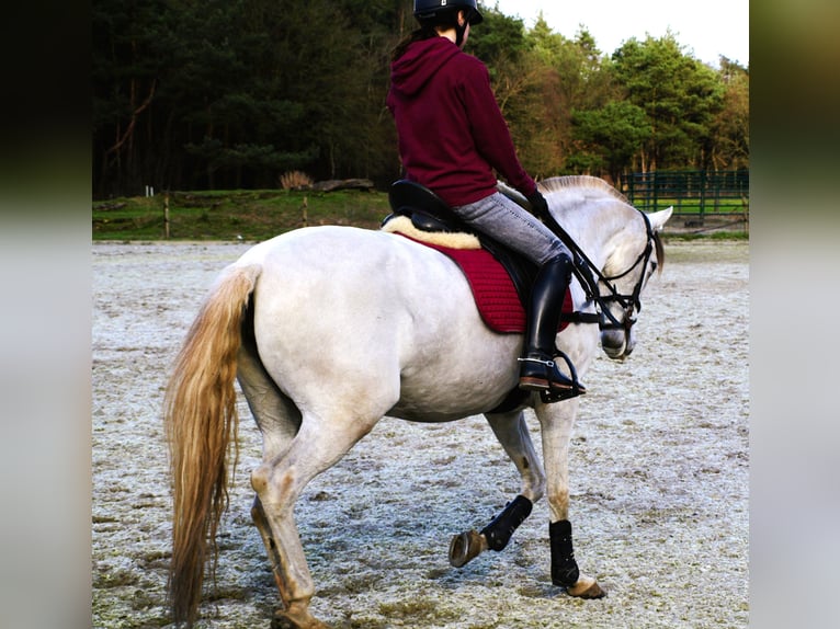 Andalusiër Mix Merrie 9 Jaar 153 cm Pearl in Kootwijkerbroek