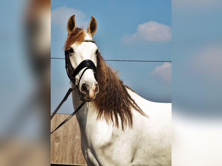 Andalusiër Mix Merrie 9 Jaar 153 cm Pearl in Kootwijkerbroek