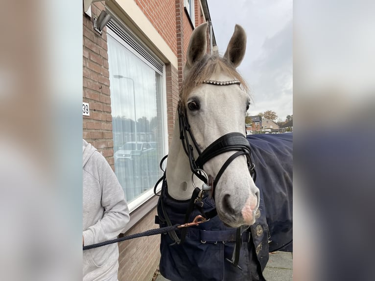 Andalusiër Mix Merrie 9 Jaar 153 cm Pearl in Kootwijkerbroek