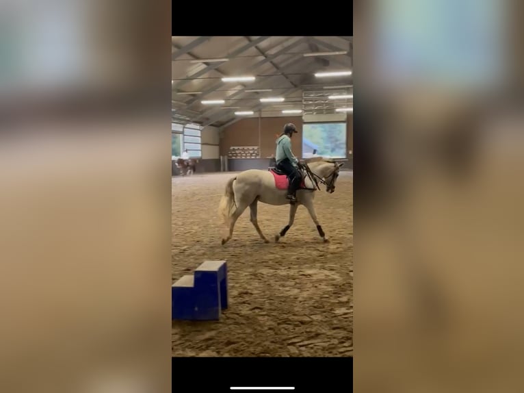 Andalusiër Mix Merrie 9 Jaar 153 cm Pearl in Kootwijkerbroek