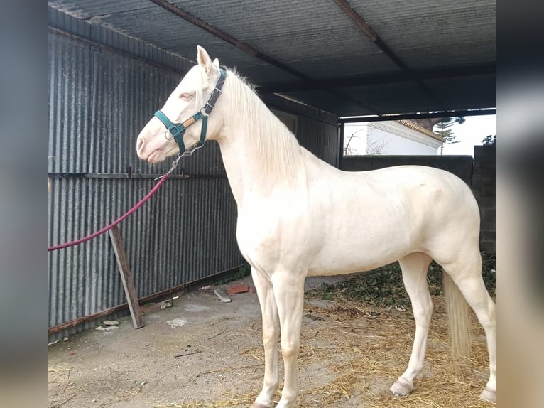 Andalusiër Merrie 9 Jaar 155 cm Cremello in Chiclana de la Frontera