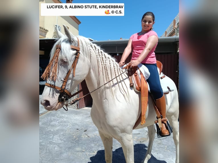 Andalusiër Merrie 9 Jaar 155 cm Cremello in Vejer de la Frontera