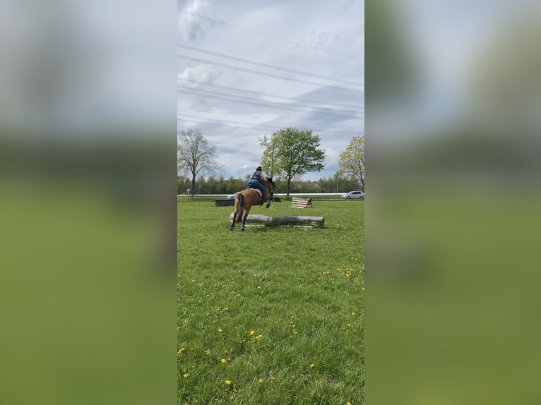 Andalusiër Merrie 9 Jaar 160 cm Buckskin in Buchenbach