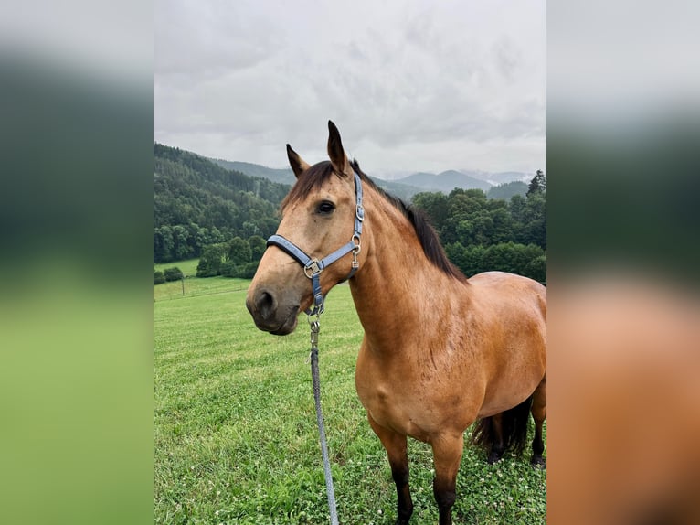 Andalusiër Merrie 9 Jaar 160 cm Buckskin in Buchenbach