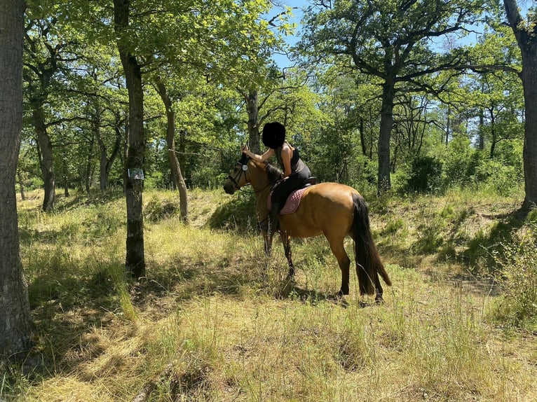 Andalusiër Merrie 9 Jaar 160 cm Buckskin in Buchenbach