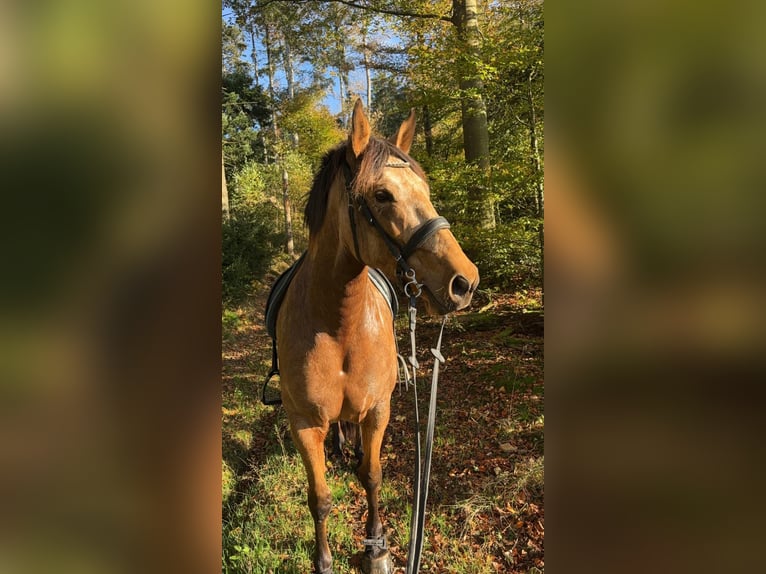 Andalusiër Merrie 9 Jaar 160 cm Buckskin in Buchenbach