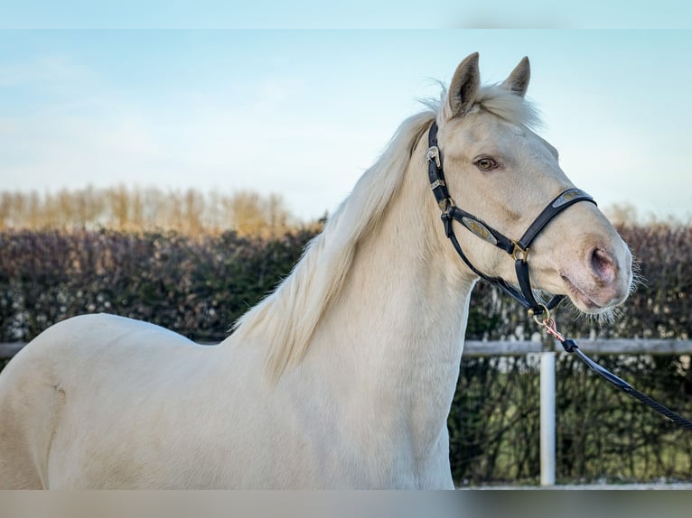 Andalusiër Merrie 9 Jaar 160 cm Champagne in Neustadt (Wied)