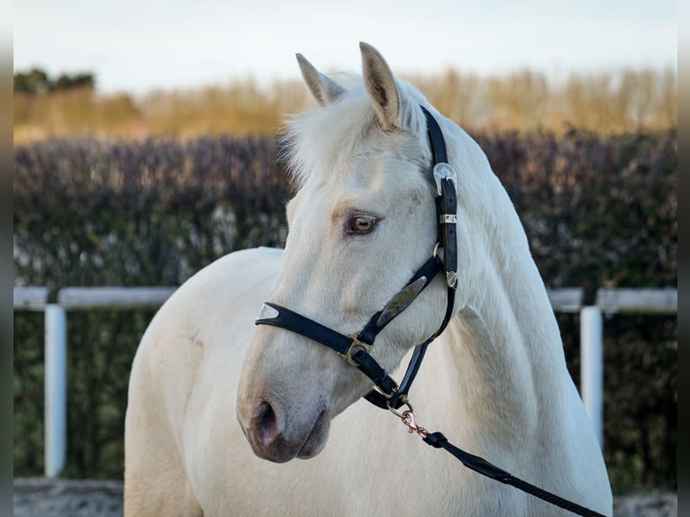 Andalusiër Merrie 9 Jaar 160 cm Champagne in Neustadt (Wied)