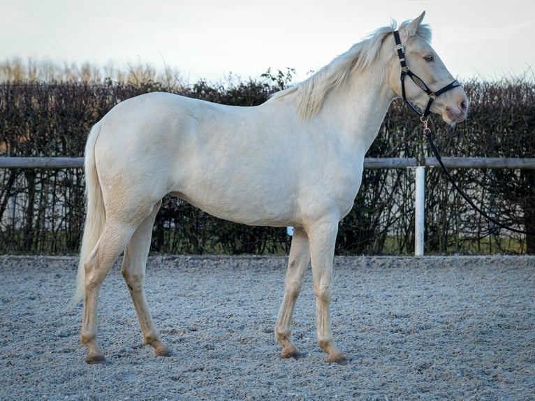 Andalusiër Merrie 9 Jaar 160 cm Champagne in Neustadt (Wied)