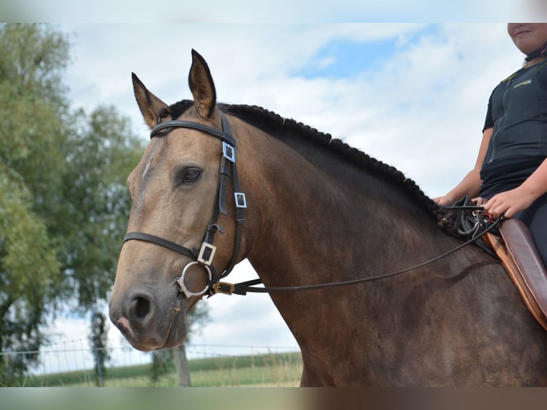 Andalusiër Merrie 9 Jaar 163 cm Falbe in Bonndorf im Schwarzwald