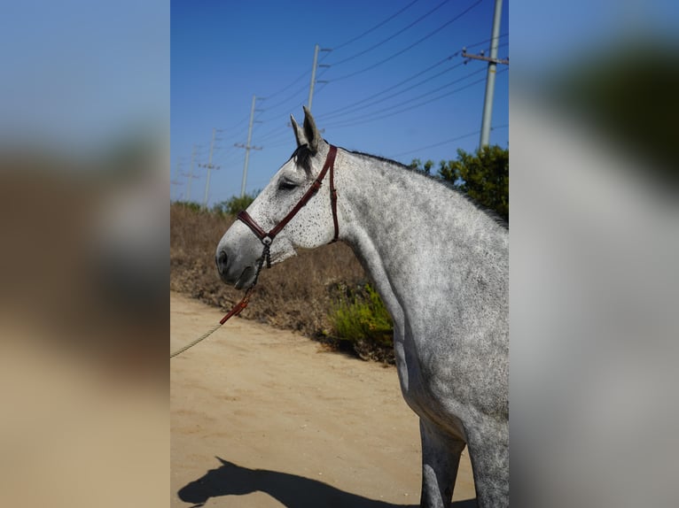 Andalusiër Merrie 9 Jaar 163 cm Schimmel in Corona, CA