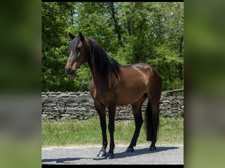 Andalusiër Merrie 9 Jaar 165 cm Roodbruin in Everett PA