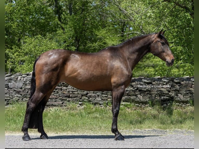 Andalusiër Merrie 9 Jaar 165 cm Roodbruin in Everett PA