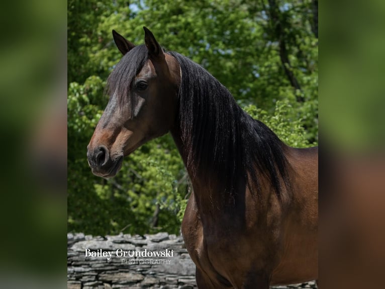 Andalusiër Merrie 9 Jaar 165 cm Roodbruin in Everett PA