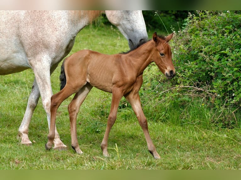 Andalusiër Merrie Veulen (05/2026) 158 cm Bruin in Rerik OT Russow
