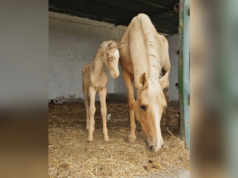 Andalusiër Merrie Veulen (04/2026) 160 cm Pearl in Provinz Cordoba