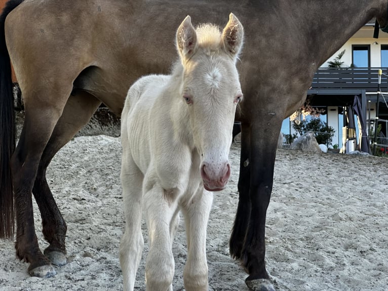 Andalusiër Merrie Veulen (04/2026) 160 cm Perlino in Gößweinstein