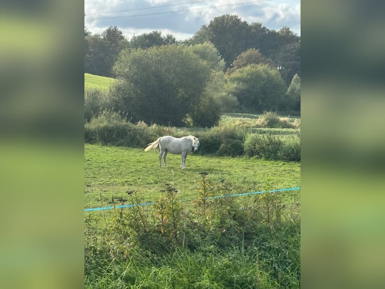 Andalusiër Mix Merrie veulen (04/2024) 165 cm Roodbruin in Gers