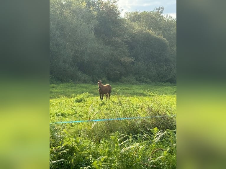 Andalusiër Mix Merrie veulen (04/2024) 165 cm Roodbruin in Gers