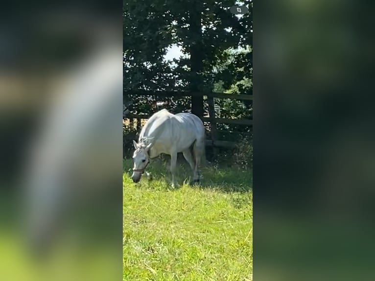 Andalusiër Mix Ruin 10 Jaar 150 cm Schimmel in Burgwedel