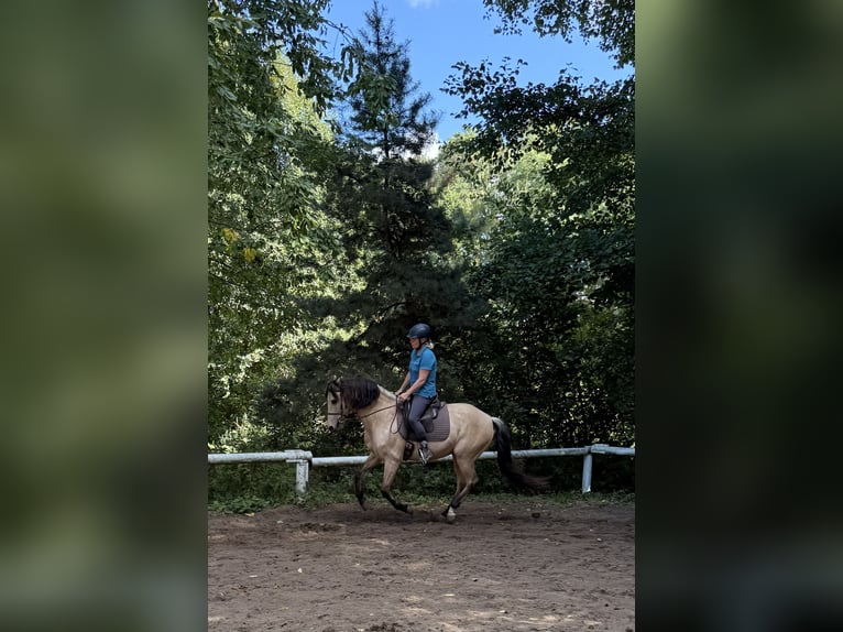 Andalusiër Ruin 10 Jaar 155 cm Falbe in Bad Doberan