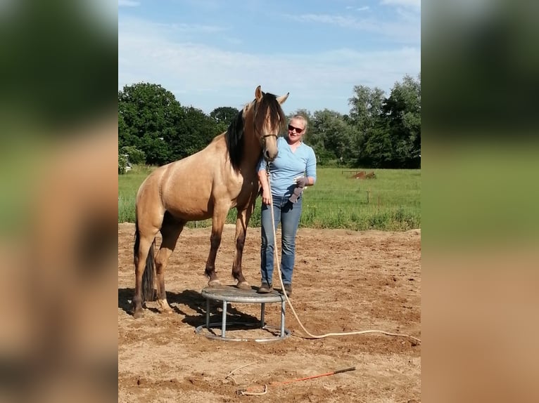 Andalusiër Ruin 10 Jaar 155 cm Falbe in Bad Doberan