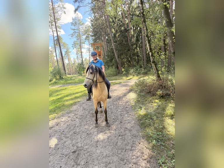 Andalusiër Ruin 10 Jaar 155 cm Falbe in Bad Doberan