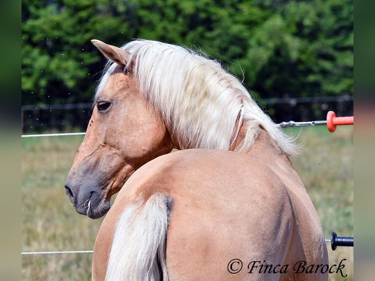 Andalusiër Ruin 10 Jaar 156 cm Palomino in wiebelsheim