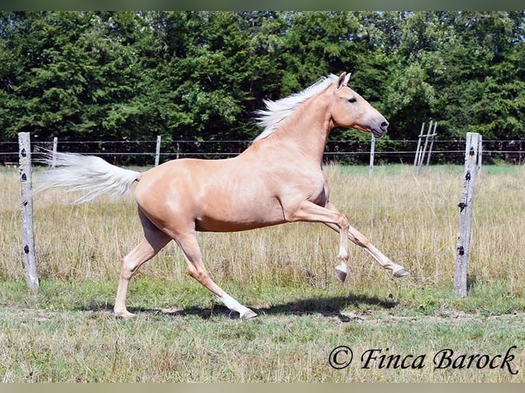 Andalusiër Ruin 10 Jaar 156 cm Palomino in wiebelsheim