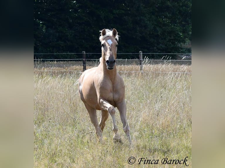 Andalusiër Ruin 10 Jaar 156 cm Palomino in wiebelsheim