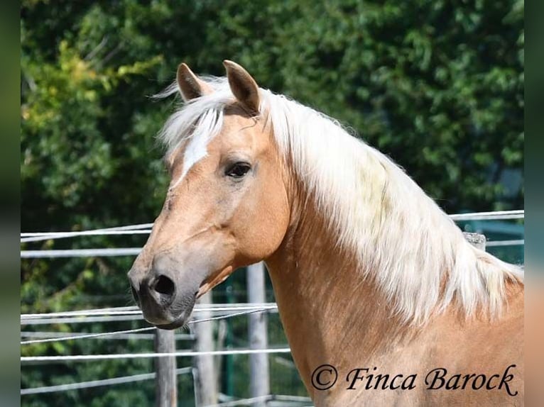 Andalusiër Ruin 10 Jaar 156 cm Palomino in wiebelsheim