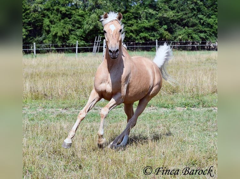 Andalusiër Ruin 10 Jaar 156 cm Palomino in wiebelsheim