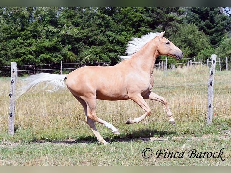 Andalusiër Ruin 10 Jaar 156 cm Palomino in wiebelsheim