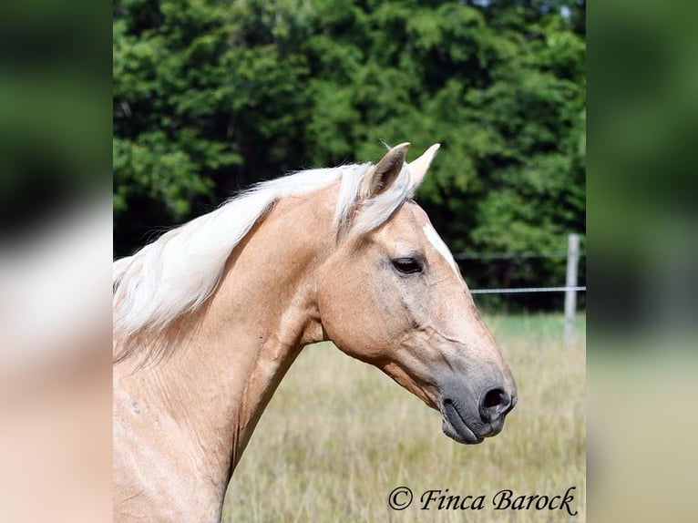 Andalusiër Ruin 10 Jaar 156 cm Palomino in wiebelsheim
