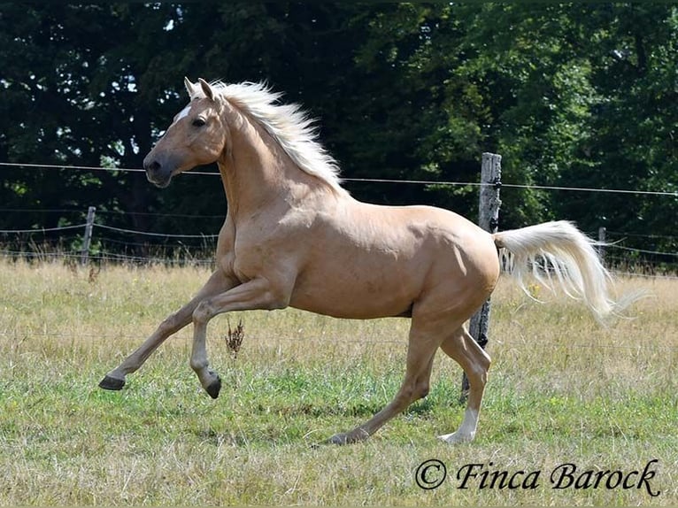 Andalusiër Ruin 10 Jaar 156 cm Palomino in wiebelsheim