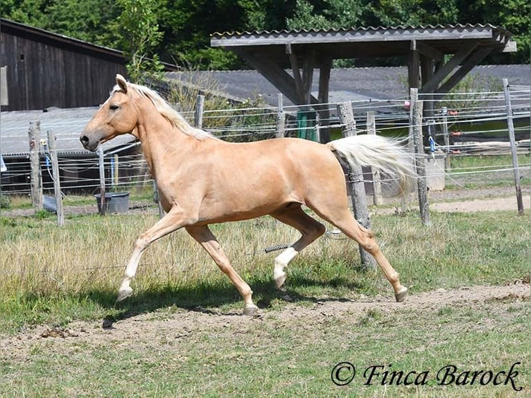 Andalusiër Ruin 10 Jaar 156 cm Palomino in wiebelsheim
