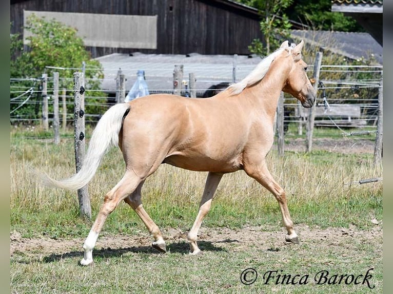 Andalusiër Ruin 10 Jaar 156 cm Palomino in wiebelsheim