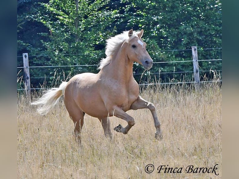 Andalusiër Ruin 10 Jaar 156 cm Palomino in wiebelsheim