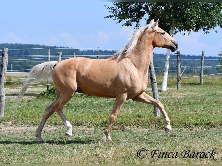 Andalusiër Ruin 10 Jaar 156 cm Palomino in wiebelsheim