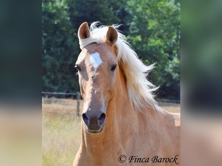 Andalusiër Ruin 10 Jaar 156 cm Palomino in wiebelsheim