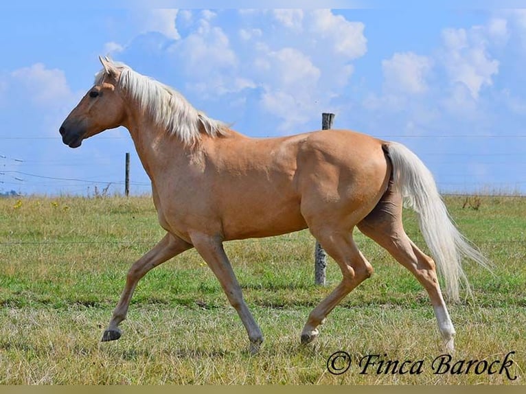 Andalusiër Ruin 10 Jaar 156 cm Palomino in wiebelsheim