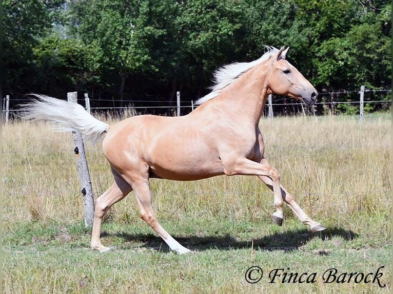 Andalusiër Ruin 10 Jaar 156 cm Palomino in wiebelsheim