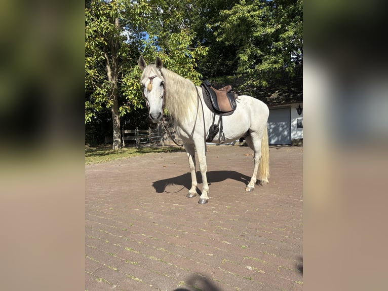 Andalusiër Ruin 10 Jaar 156 cm Schimmel in Espelkamp