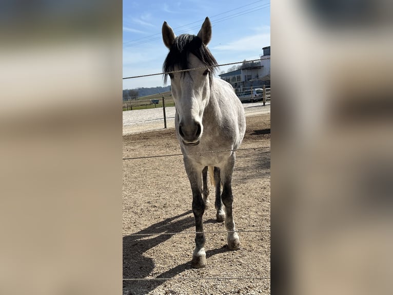 Andalusiër Ruin 10 Jaar 160 cm Appelschimmel in Wertingen