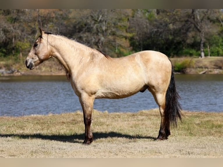 Andalusiër Ruin 10 Jaar 160 cm Buckskin in Forney