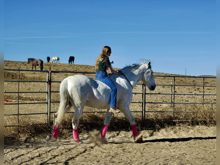 Andalusiër Ruin 10 Jaar 168 cm Schimmel in Fort Collins