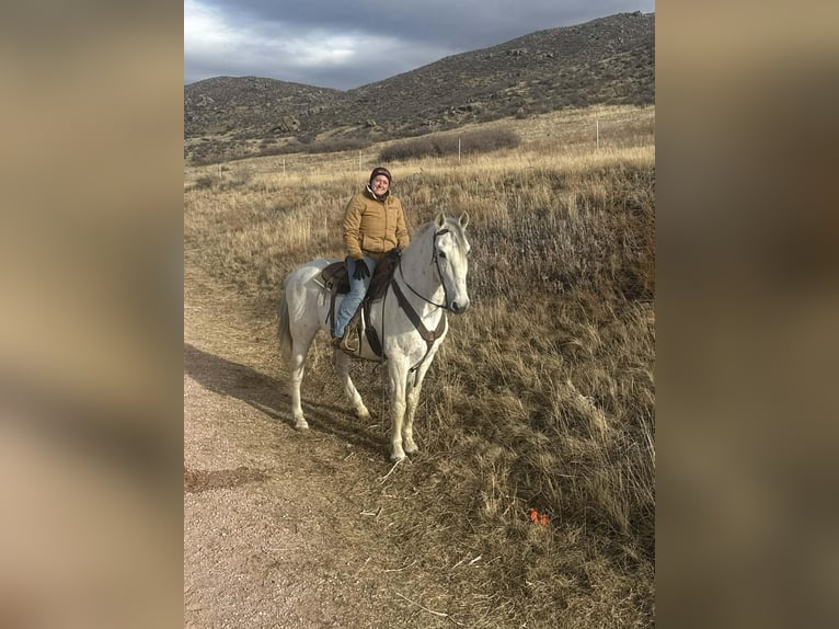 Andalusiër Ruin 10 Jaar 168 cm Schimmel in Fort Collins